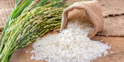چرا قیمت برنج هاشمی در بازار ارزان‌تر شده است؟