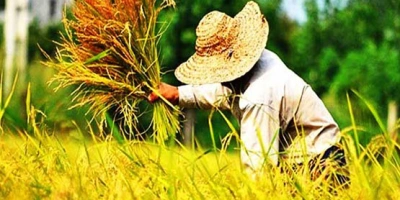 چرا با برداشت برنج، قیمت‌ها هنوز کاهش پیدا نکرده؟